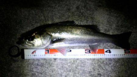 ﾒﾊﾞﾘﾝｸﾞがｼｰﾊﾞｽに