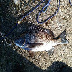 釣り日和で大漁