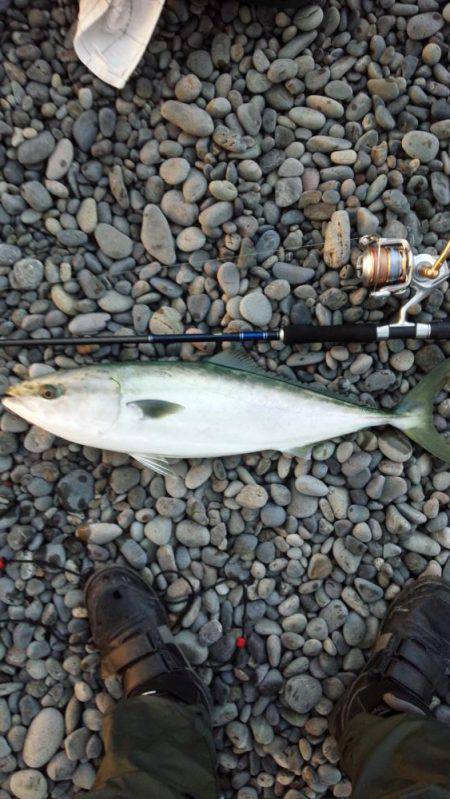 朝マズメの一本！