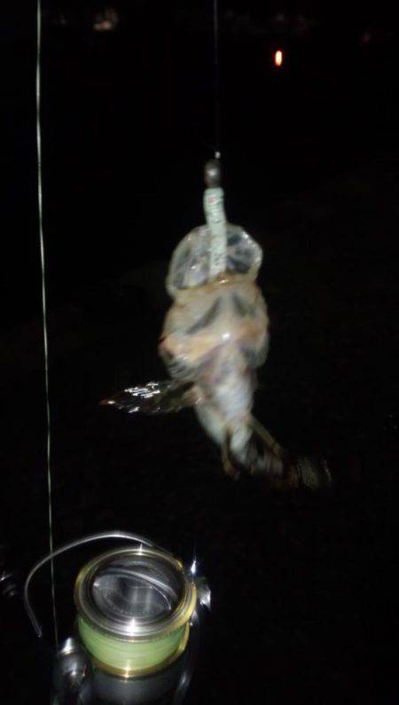 渋いながらの釣果