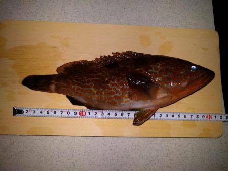 伊根町でのライトゲーム