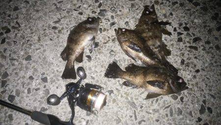 本気メバリング