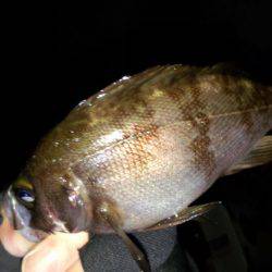 チビメバル達と遊んだ