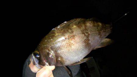 チビメバル達と遊んだ