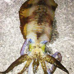 渋いアオリイカ