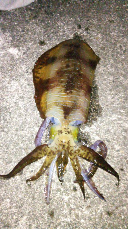 渋いアオリイカ