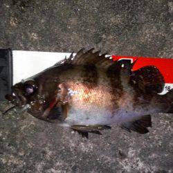 やっと、ﾒﾊﾞﾘﾝｸﾞ成立？！