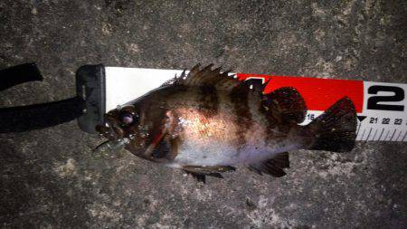 やっと、ﾒﾊﾞﾘﾝｸﾞ成立？！