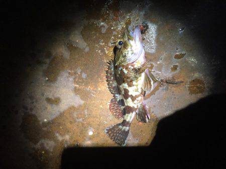 ライトライトライト