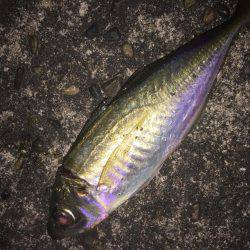 ライトライトライト遠征