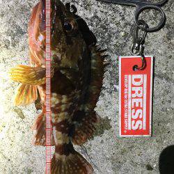 こましなガシラ