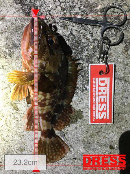 こましなガシラ