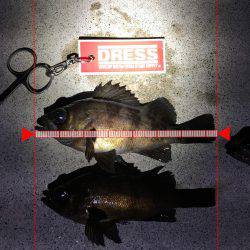 メバル回遊活発になるか。