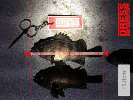 メバル回遊活発になるか。