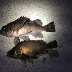 メバルとがしら