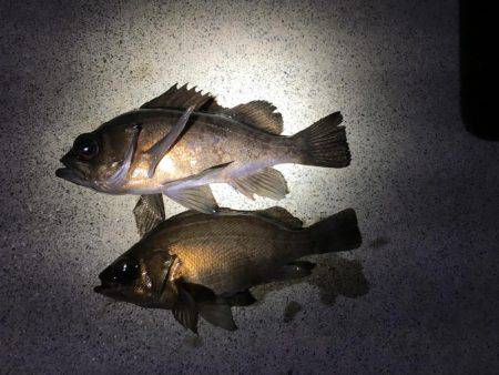 メバルとがしら