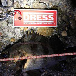 満潮前後でメバル