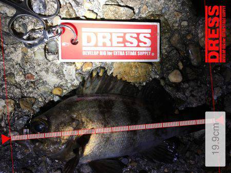 満潮前後でメバル