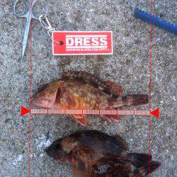 ガシラオンリー