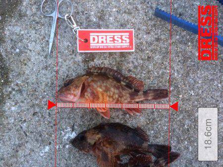 ガシラオンリー