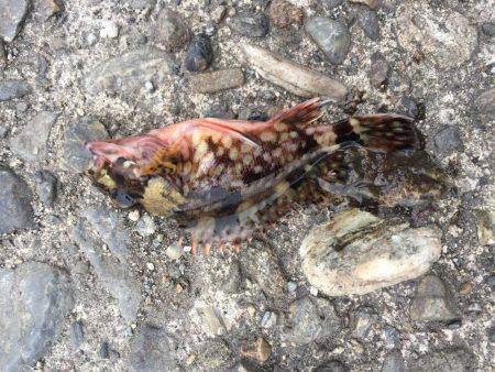 ちっちゃいねー