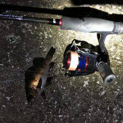 夕まずめにメバル