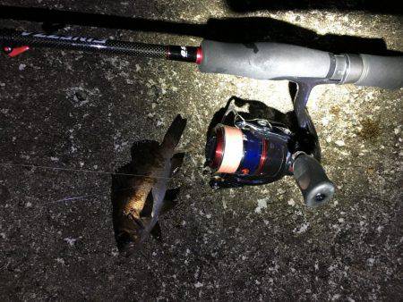 夕まずめにメバル