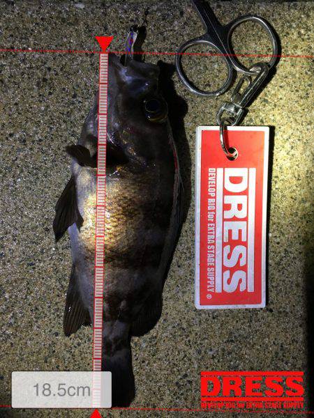 早朝メバリング