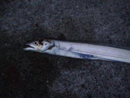 タチウオ〜フォー