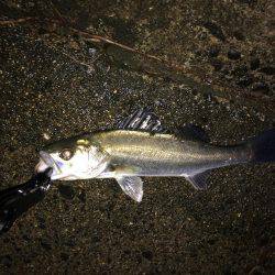 久しぶりのシーバス