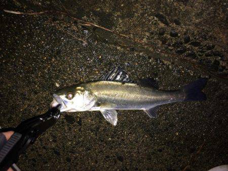 久しぶりのシーバス