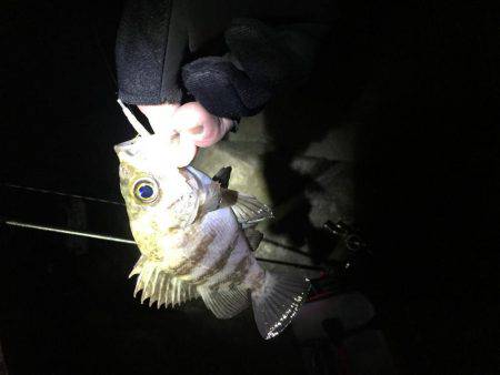 月明かりがまぶしすぎて