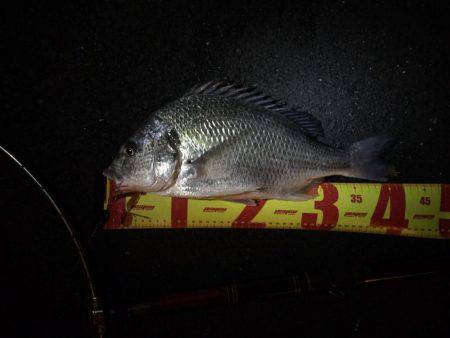 神戸湾奥チニングで42センチキビレ