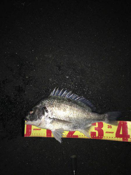 神戸湾奥チニングで42㎝筆頭に6キャッチ！…