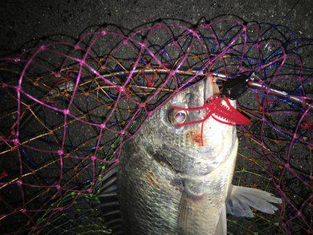 神戸湾奥チニングゲーム