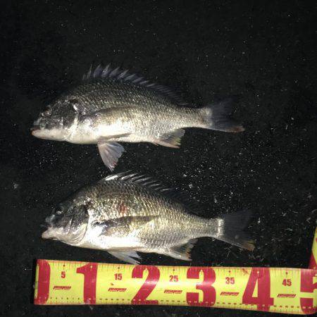 神戸湾奥チニングで40UPダブルゲット