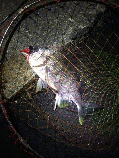 神戸湾奥チニング