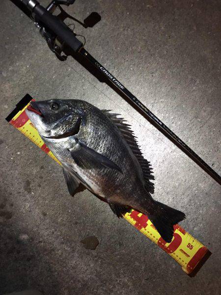 チニングで年なしマチヌ