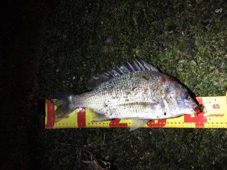 神戸湾奥チニング！ゲキ渋からの…