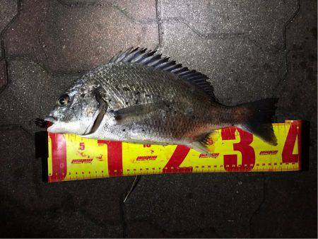 湾奥チニング復活？