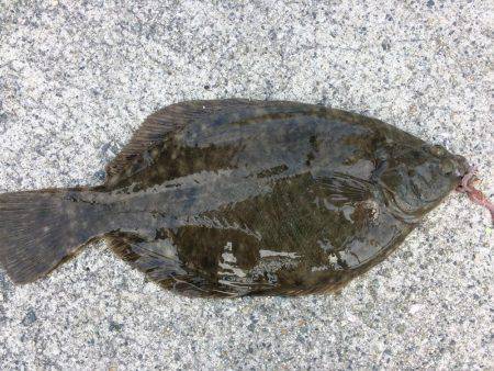 カレィィーーー