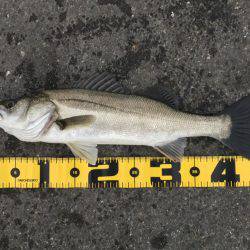 夕まずめ ハネ好釣！