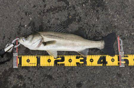 夕まずめ ハネ好釣！