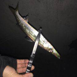 オールナイトカマス