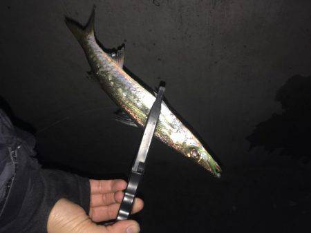 オールナイトカマス