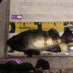 淡路島観光ホテルのメバル