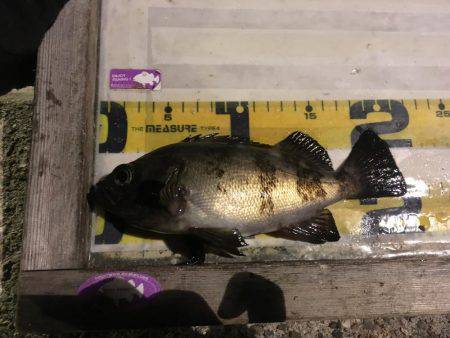 淡路島観光ホテルのメバル