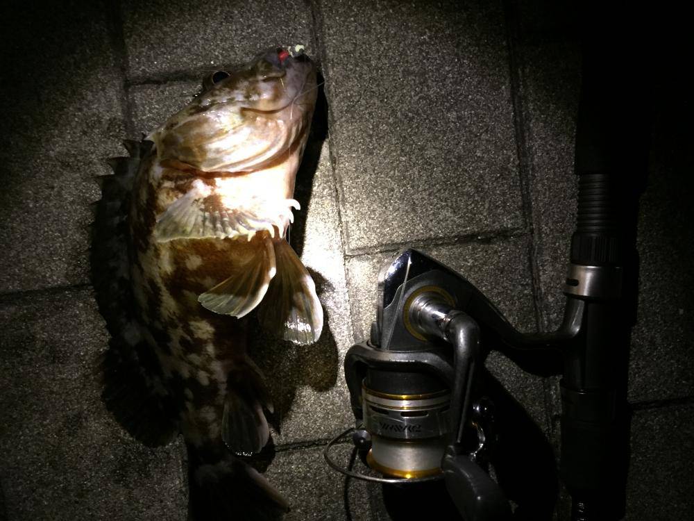 シーサイドコスモ　大阪南港の釣り　2017カンパリ釣り情報まとめ！（前編）