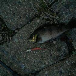 数は伸びたがちびっ子ばかり