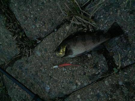 数は伸びたがちびっ子ばかり